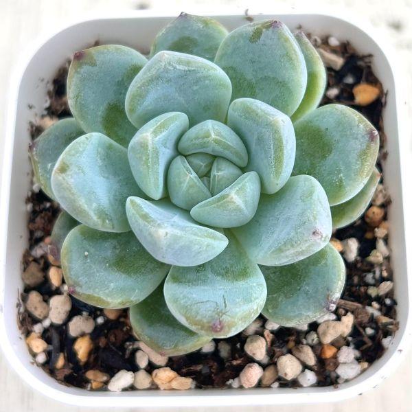 多肉植物 エケベリア スイートスプリング 7.5cmポット苗 : ハニー