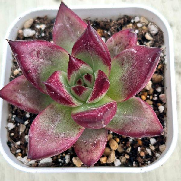 多肉植物 エケベリア ロカ 7.5cmポット苗 : ハニーミント - 通販