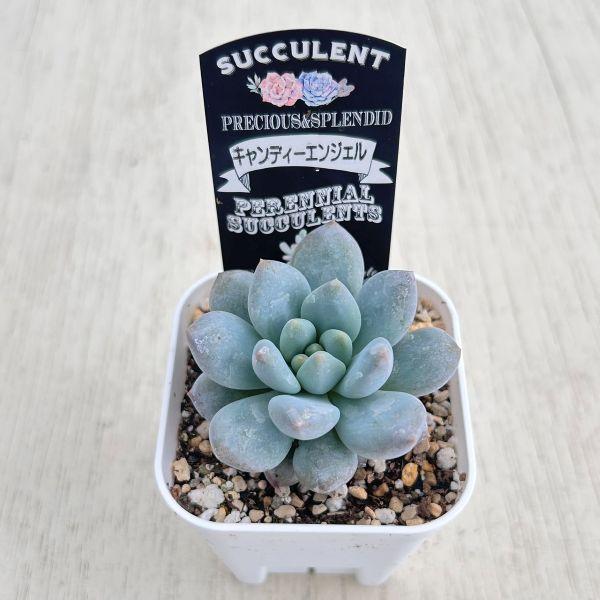 多肉植物 エケベリア キャンディーエンジェル 7.5cmポット苗 : ハニー