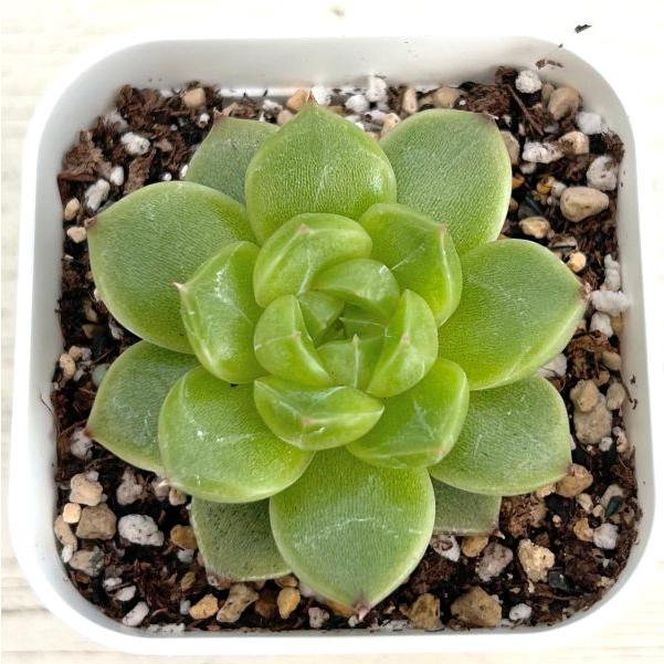 多肉植物 エケベリア グリーンダイアモンドジェニー 7.5cmポット苗