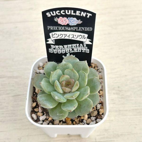 多肉植物 エケベリア ピンクアイスソウル 7.5cmポット苗 : ハニー