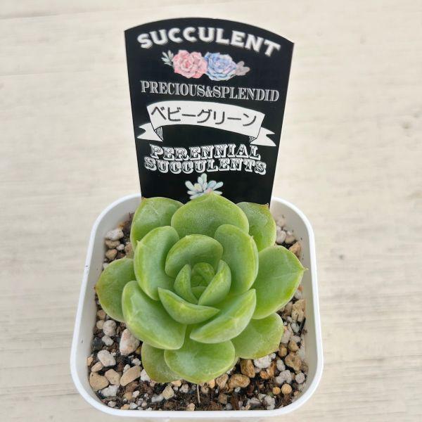 多肉植物 エケベリア ベビーグリーン 7.5cmポット苗 : ハニーミント