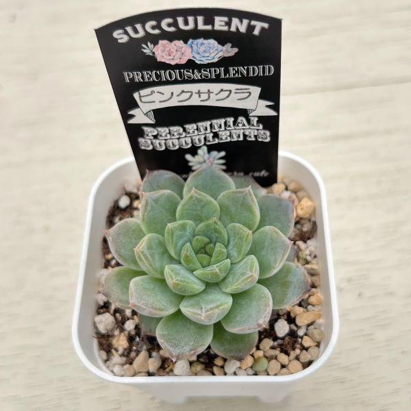 -*-様 B1528-2×20苗ピンクウィッチ抜き苗 多肉植物 エケベリア サボ 様 B1528-2×20苗ピンクウィッチ抜き苗 多肉植物 エケベリア サボ