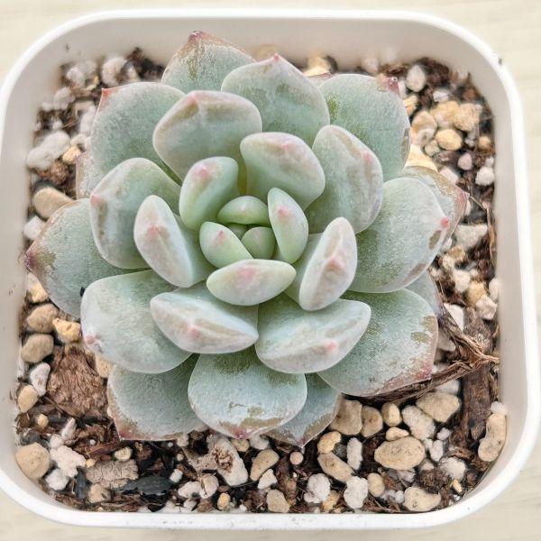 男*屋様 BR1045　スターオレンジ　35株　抜き苗　多肉植物 エケベリア 多肉植物 エケベリア スターオレンジ 7.5cmポット苗 : ハニーミント