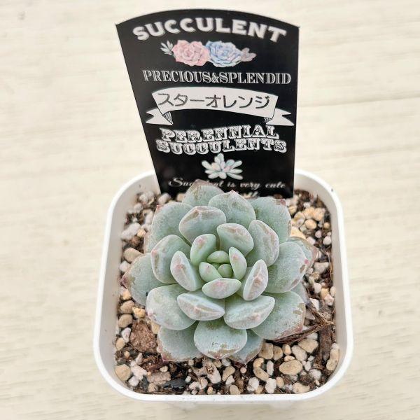 多肉植物 エケベリア スターオレンジ 7.5cmポット苗 : ハニー