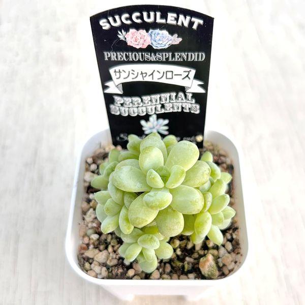多肉植物 エケベリア サンシャインローズ 7.5cmポット苗 : ハニー