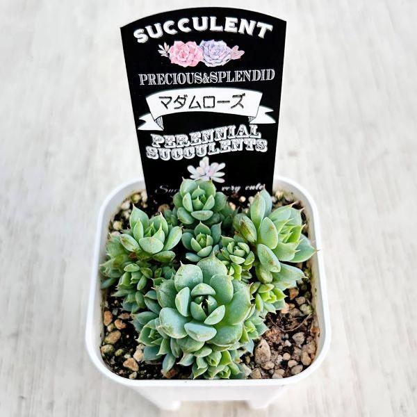 多肉植物 エケベリア マダムローズ 7.5cmポット苗 : ハニーミント