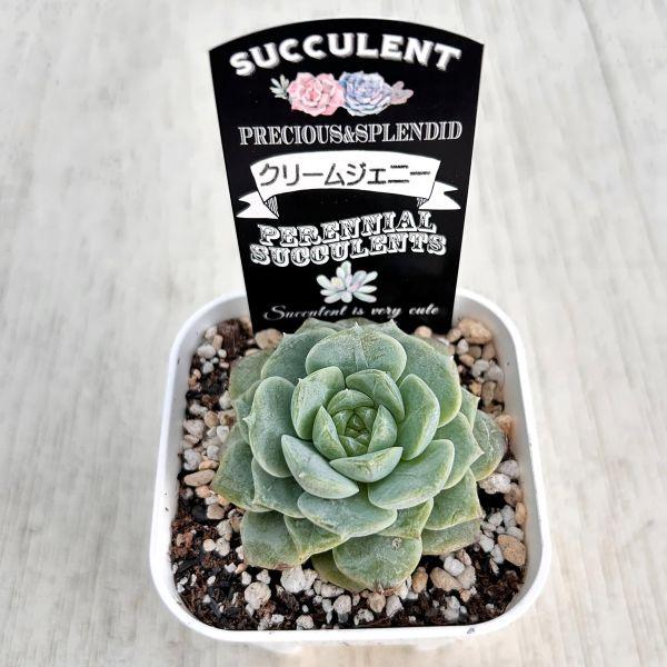 多肉植物 エケベリア クリームジェニー 7.5cmポット苗 : ハニーミント