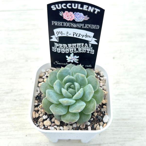 多肉植物 エケベリア クリーミーアイスソウル 7.5cmポット苗 : ハニー