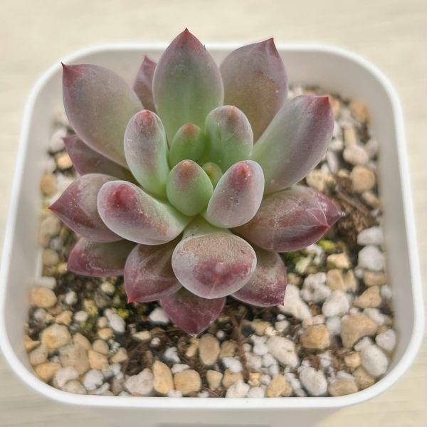 多肉植物 エケベリア 金魚姫 7.5cmポット苗 : ハニーミント - 通販