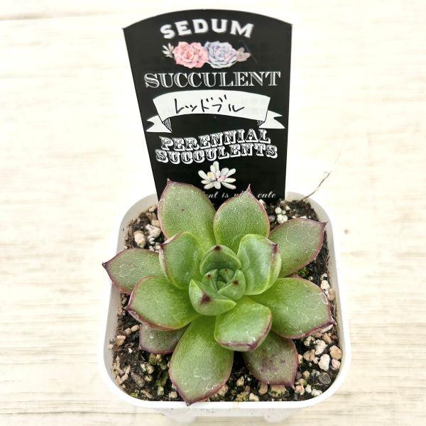 多肉植物 エケベリア レッドブル 7.5cmポット苗 : ハニーミント - 通販