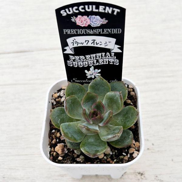 多肉植物 エケベリア ブラックオレンジ 7.5cmポット苗 : ハニーミント