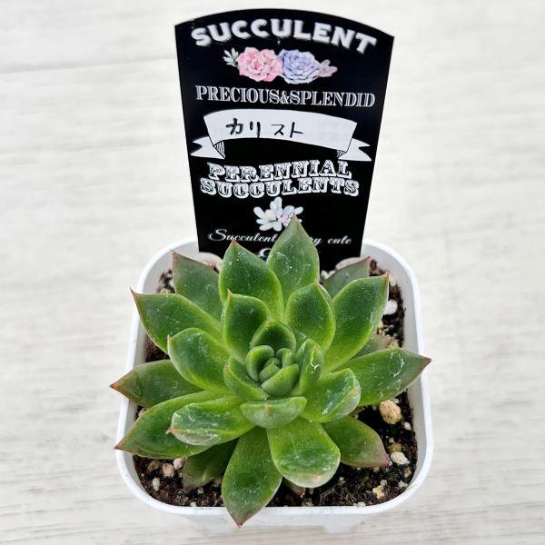 多肉植物 エケベリア カリスト 7.5cmポット苗 : ハニーミント - 通販