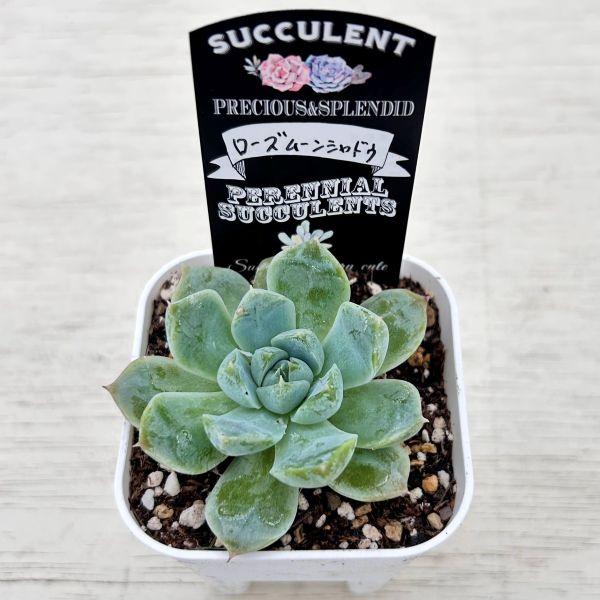 多肉植物 エケベリア ローズムーンシャドウ 7.5cmポット苗 : ハニー