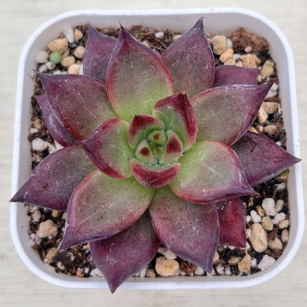 多肉植物 エケベリア レッドナイト 7.5cmポット苗 : ハニーミント