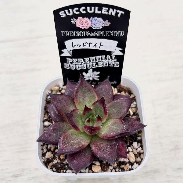 多肉植物 エケベリア レッドナイト 7.5cmポット苗 : ハニーミント