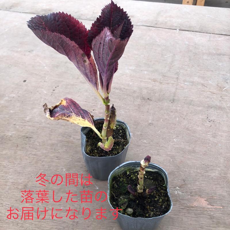 当店農場生産】ハイドランジア 月の女神 9cmポット苗（翌年開花株
