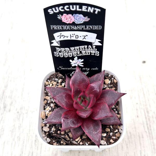 多肉植物 エケベリア ブラッドローズ 7.5cmポット苗 : ハニーミント