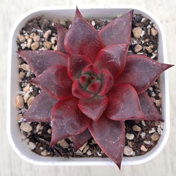 多肉植物 エケベリア ブラッドローズ 7.5cmポット苗 : ハニーミント