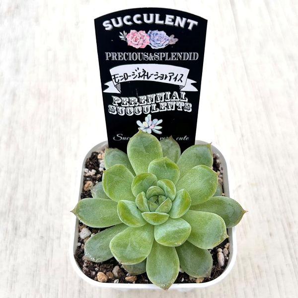 多肉植物 エケベリア モンロージェネレーションアイス 7.5cmポット苗