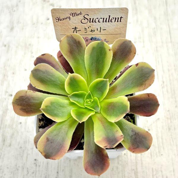多肉植物 アエオニウム オージャリー（多少葉焼けあり） 7.5cmポット苗