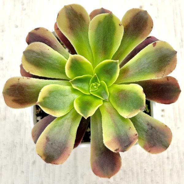 多肉植物 アエオニウム オージャリー（多少葉焼けあり） 7.5cmポット苗