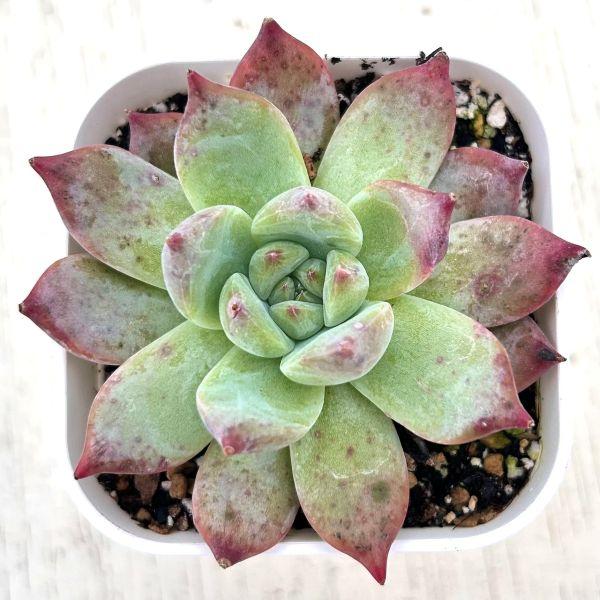 多肉植物 エケベリア コロラータフォルマ 7.5cmポット苗 : ハニー