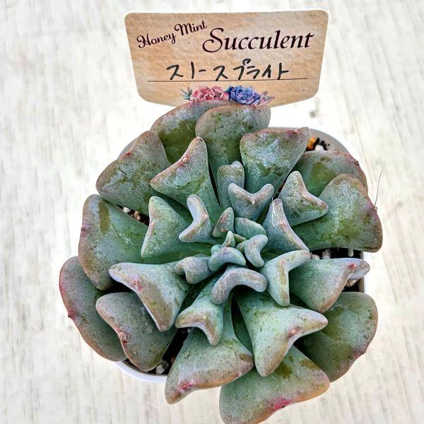 多肉植物 エケベリア スノースプライト 7.5cmポット苗 : ハニーミント
