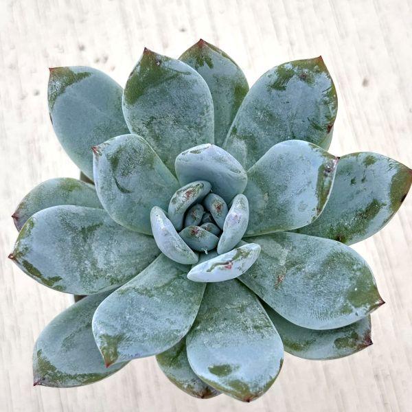 多肉植物 エケベリア チャンオー 7.5cmポット苗 : ハニーミント - 通販