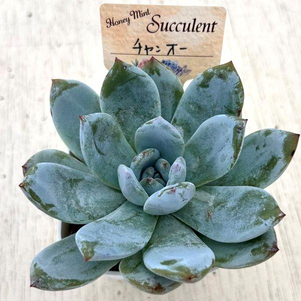 多肉植物 エケベリア チャンオー 7.5cmポット苗 : ハニーミント - 通販