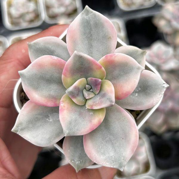 多肉植物 グラプトペタルム パープルディライト錦 7.5cmポット苗