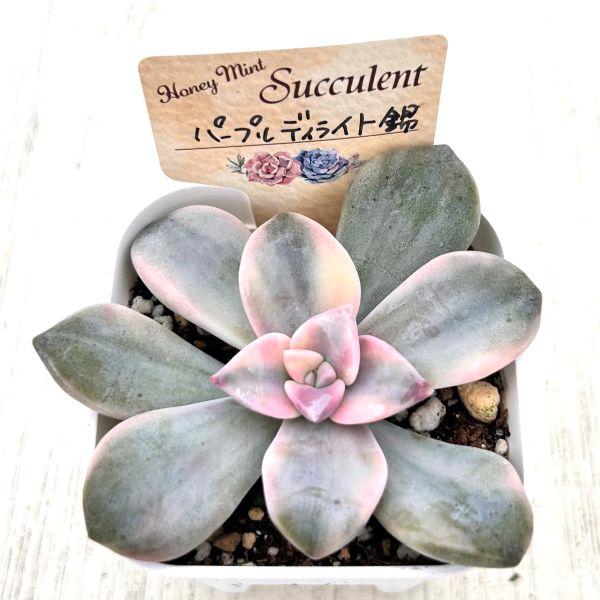 多肉植物 グラプトペタルム パープルディライト錦 7.5cmポット苗