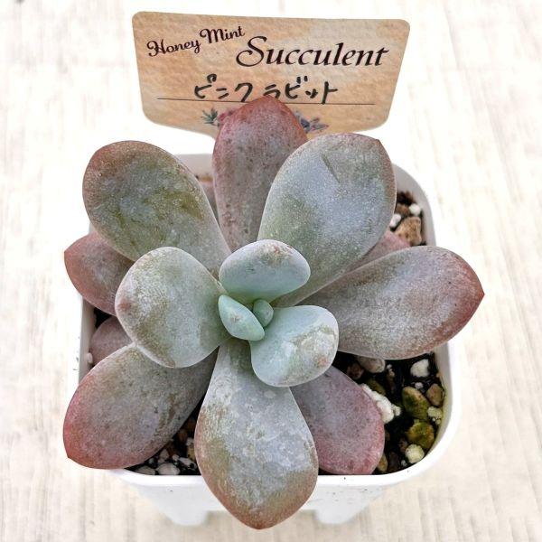 @Rabbit.Echeveria出品 多肉植物 エケベリア ピンクラビット 7.5cmポット苗 : ハニーミント