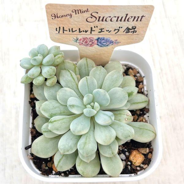 多肉植物 エケベリア リトルレッドエッグ錦 7.5cmポット苗 : ハニー