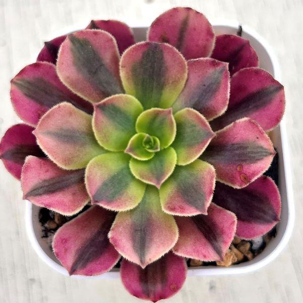 多肉植物 アエオニウム メデューサ 7.5cmポット苗 : ハニーミント