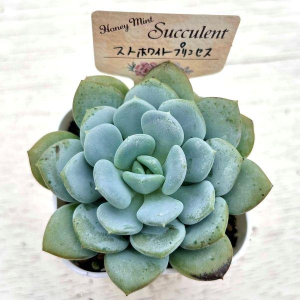 多肉植物 エケベリア スノーホワイトプリンセス 7.5cmポット苗