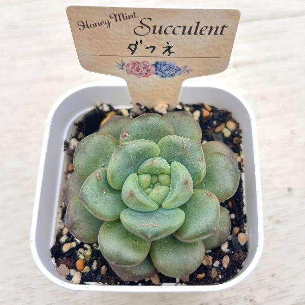 多肉植物 エケベリア ダフネ 7.5cmポット苗 : ハニーミント - 通販