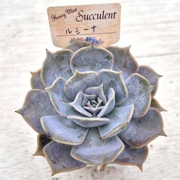 多肉植物 エケベリア ルシーナ 7.5cmポット苗 : ハニーミント - 通販