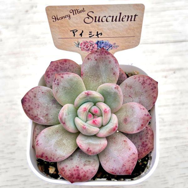 多肉植物 エケベリア アイシャ 7.5cmポット苗 : ハニーミント - 通販