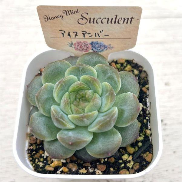 多肉植物 エケベリア アイスアンバー 7.5cmポット苗 : ハニーミント