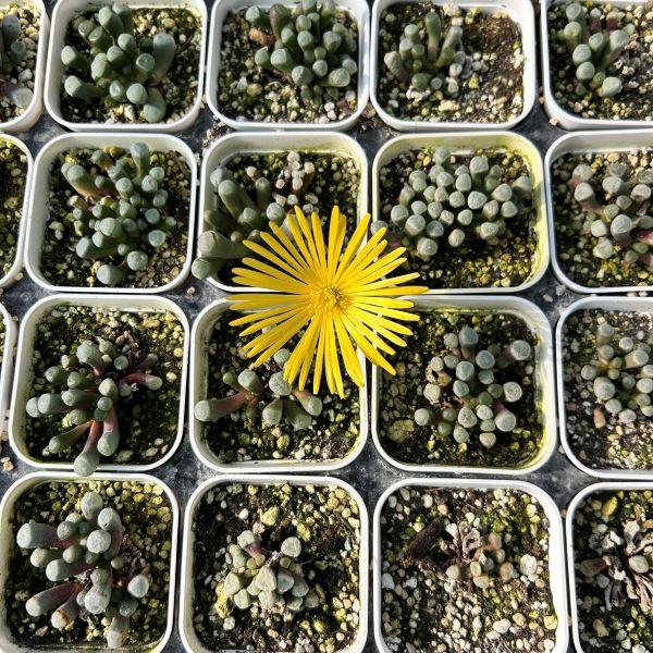 多肉植物 フェネストレリア 五十鈴玉（いすずぎょく） 7.5cmポット苗