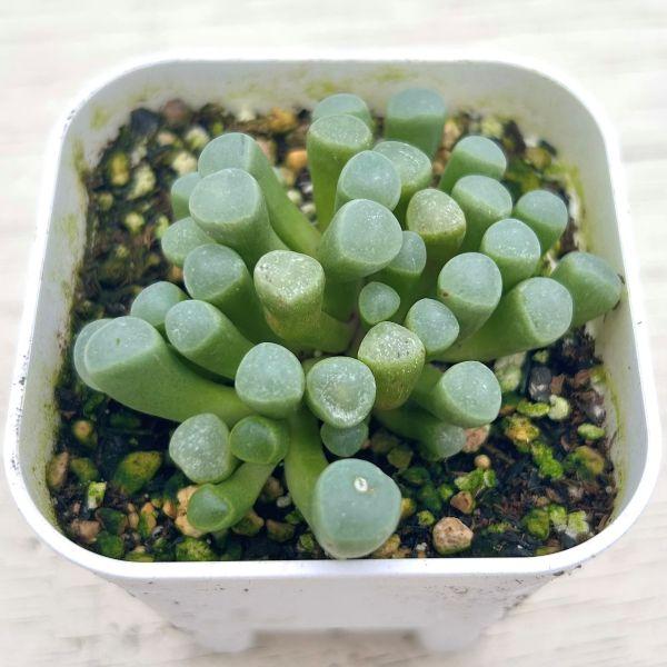 多肉植物 フェネストレリア 五十鈴玉（いすずぎょく） 7.5cmポット苗