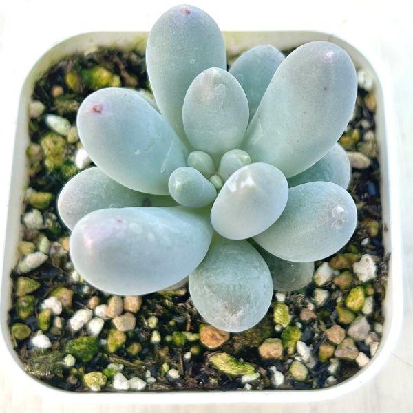 多肉植物 パキフィツム スイートダンプリング 7.5cmポット苗 : ハニー