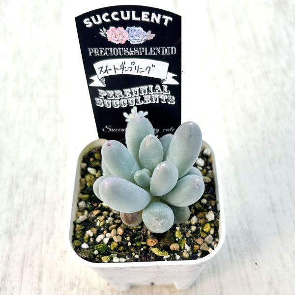 確認用多肉 多肉植物 パキフィツム スイートダンプリング 7.5cmポット苗 : ハニー