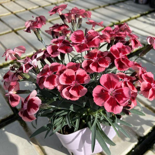 当店農場生産】ダイアンサス ディアンティカ ルビーオレンジ 9cmポット