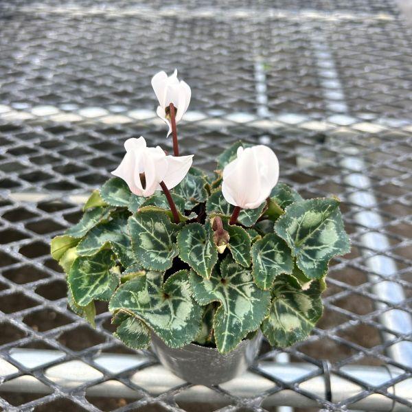 当店農場生産】ガーデンシクラメン スーパーベラノ ピュアホワイト