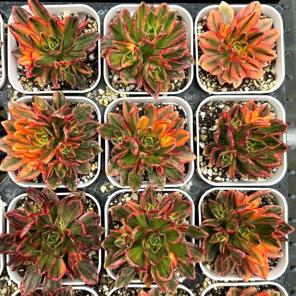 多肉植物 アエオニウム スイートティー 7.5cmポット苗 : ハニーミント