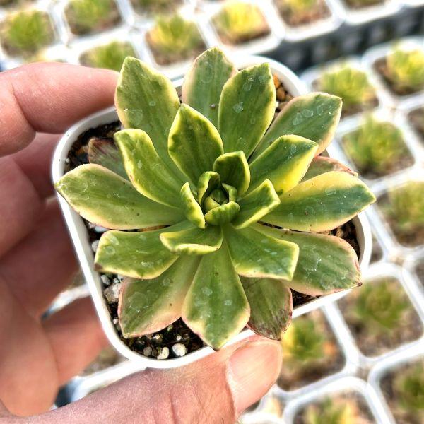 【アエオニウム】　3品種　カット苗　多肉植物 アエオニウムブラック金剛 希少苗 超美苗 多頭 カット苗♡速達発送