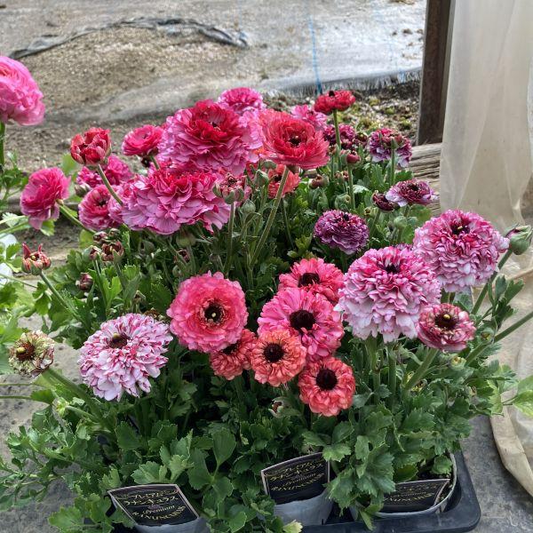 当店農場生産】ラナンキュラス イカロス ローズピンク 9cmポット苗