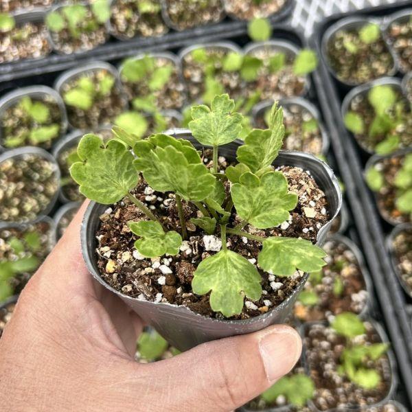 当店農場生産】ラナンキュラス イカロス ローズピンク 9cmポット苗